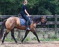 cowboy-mounted-shooting-quarter-horse