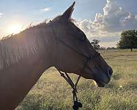 quarter-horse-mare