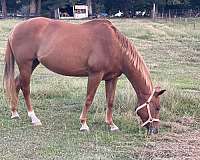 quarter-horse-for-sale