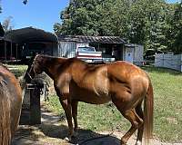 charlotte-quarter-horse