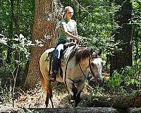 gelding-quarter-horse