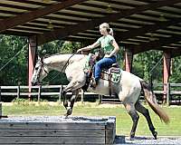 gentle-quarter-horse