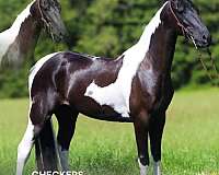 beginner-american-gaited-horse