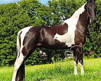 beginner-friendly-american-gaited-horse