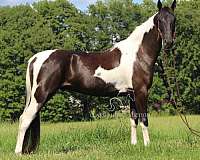 beginner-novice-american-gaited-horse