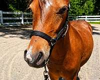 beginner-shetland-pony