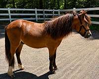 driving-shetland-pony