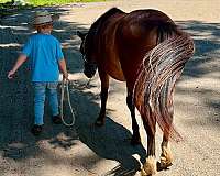 kid-safe-shetland-pony