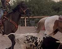 quarter-horse