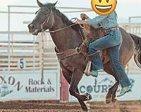 quarter-horse-for-sale