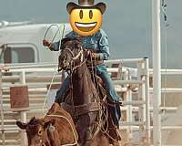 quarter-horse-mare