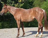 red-roan-2-white-socks-on-hinds-horse