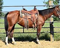 white-face-stockings-on-all-4-horse