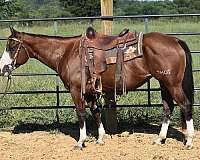 bay-white-face-stockings-on-all-4-horse