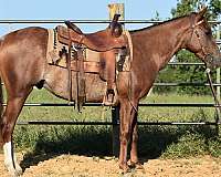 liver-chestnut-rabicano-with-2-hind-white-socks-horse