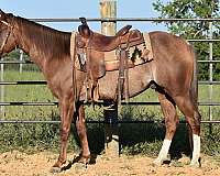 rabicano-with-2-hind-white-socks-horse