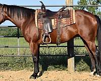 bay-white-on-hinds-horse