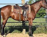 white-on-hinds-horse
