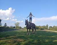 eight-belgian-horse
