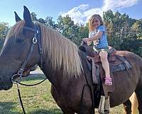 kid-belgian-horse