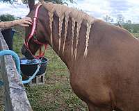 kid-broke-belgian-horse