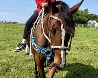 bay-blaze-pony