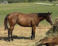 blaze-pony