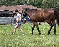 athletic-quarter-pony
