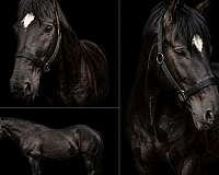 buttons-percheron-horse