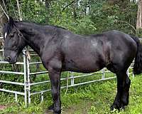 dog-percheron-horse