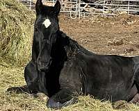 foals-on-the-ground-percheron-horse
