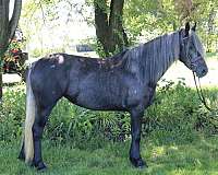 wor-andalusian-horse
