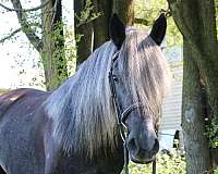 all-around-andalusian-horse