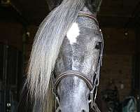 dressage-andalusian-horse