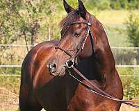 snip-left-hind-sock-pony