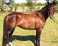 bay-snip-left-hind-sock-pony