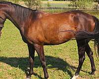 and-clips-quarter-pony