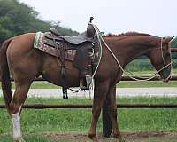 and-snip-stockings-on-hind-legs-horse