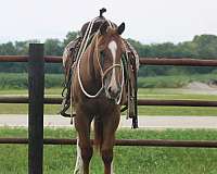 sorrel-snip-stockings-on-hind-legs-horse