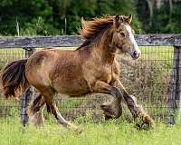 buckskin-gypsy-colt-vanner-horse