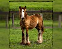 gypsy-horse-for-sale-vanner