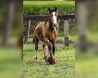 buckskin-horse-gypsy-vanner