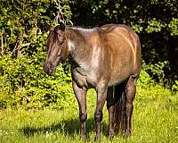 grulla-roan-horse