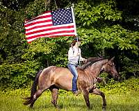 all-around-quarter-horse