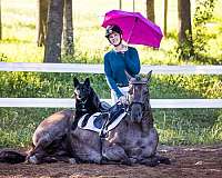 barrel-quarter-horse