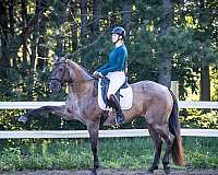 beginner-quarter-horse