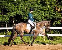 calf-roping-quarter-horse