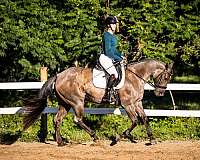 champion-quarter-horse
