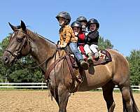 drill-team-quarter-horse