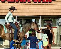 experienced-quarter-horse